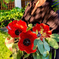 💖2026 HOT SALE 50% OFF🎁Handmade Metal Flower Garden Stake